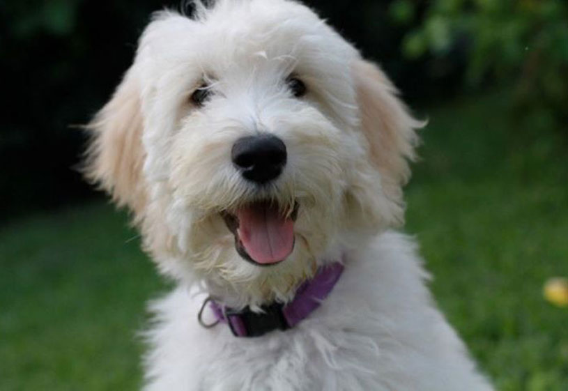 Goldendoodle Puppies by Moss Creek Doodles