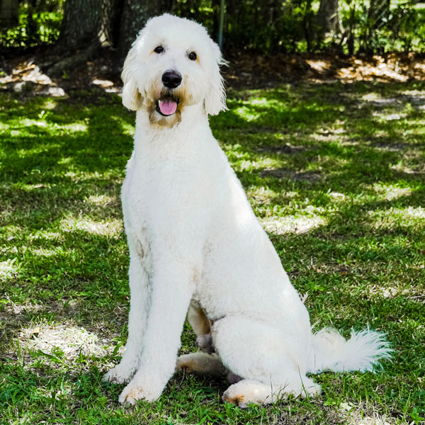 AKC Standard Poodle