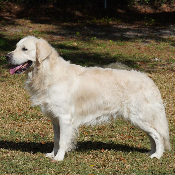 AKC English Retriever