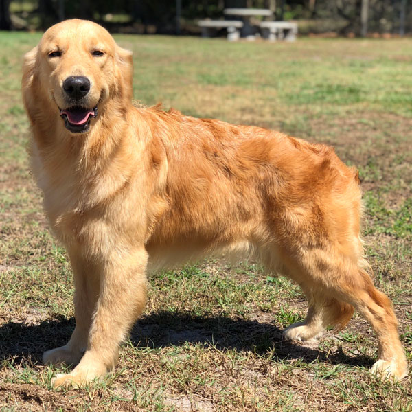 AKC Golden Retriever