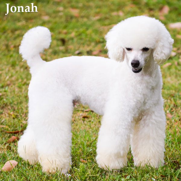 AKC Miniature Poodle