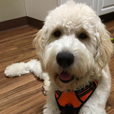 Moss Creek Goldendoodle Reviews