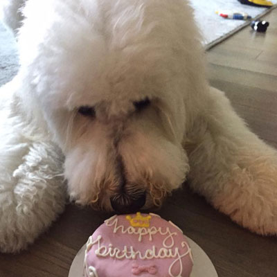 golden doodle happy birthday