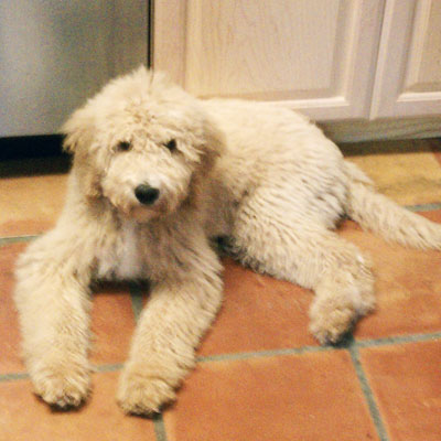 Moss Creek Goldendoodle Reviews