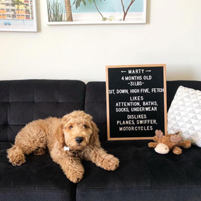 3 month old mini goldendoodle