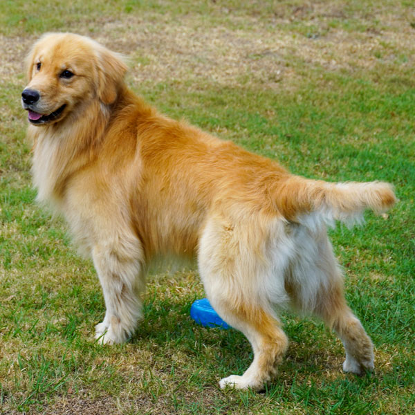 AKC Golden Retriever