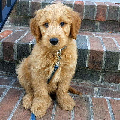 14 week goldendoodle