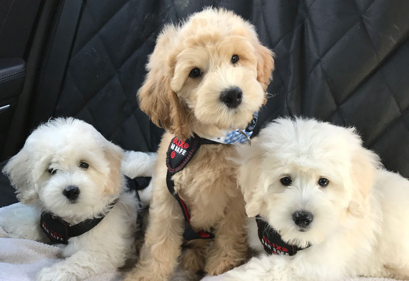 Goldendoodle Puppies by Moss Creek Doodles