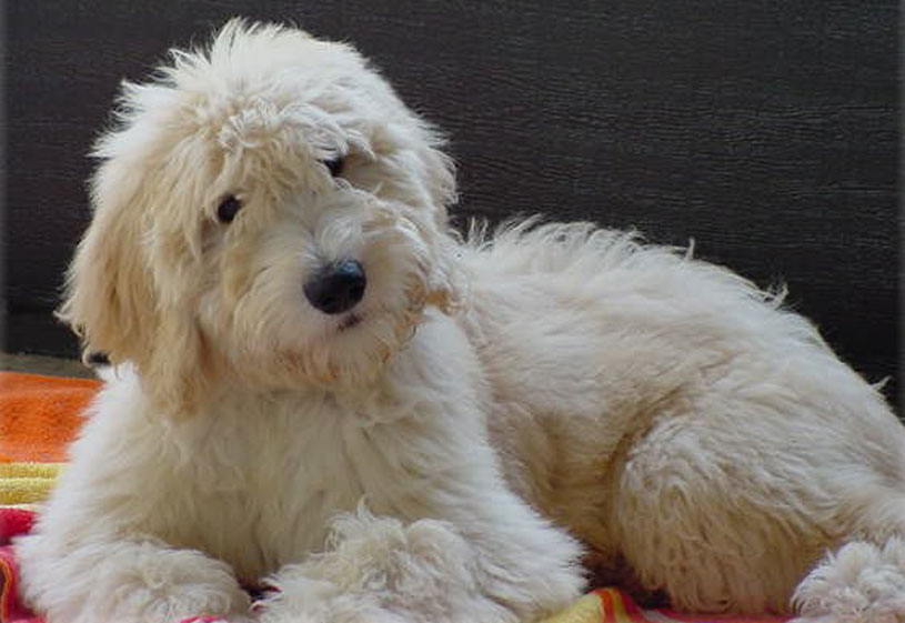 Goldendoodle Puppies by Moss Creek Doodles