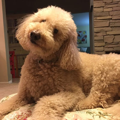 Moss Creek Goldendoodle Reviews