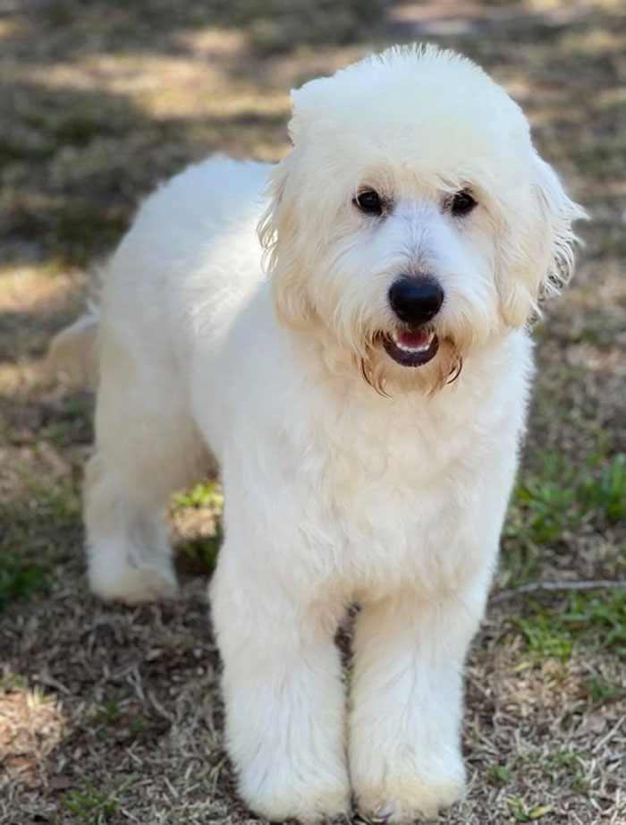 F1 Goldendoodle