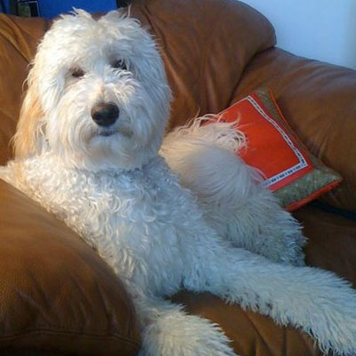 Moss Creek Goldendoodle Reviews