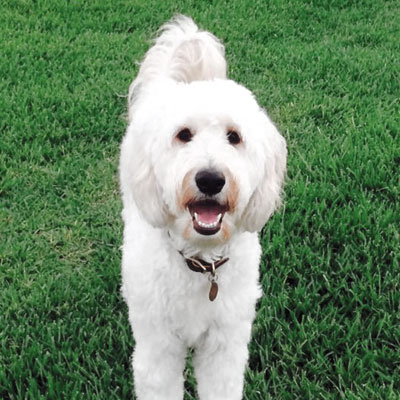 Moss Creek Goldendoodle Reviews