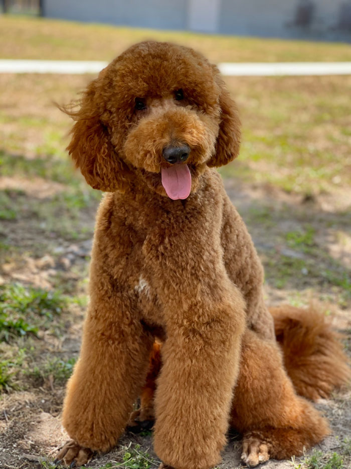 F1 Goldendoodle