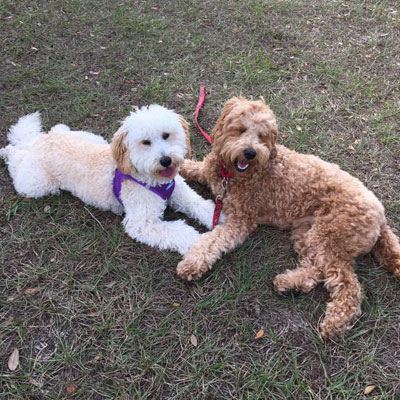 Moss Creek Goldendoodle Reviews