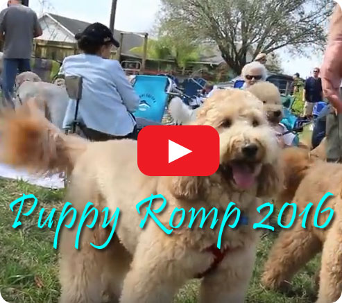 Goldendoodle Puppy Training