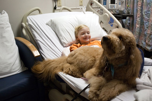 mini goldendoodle service dog