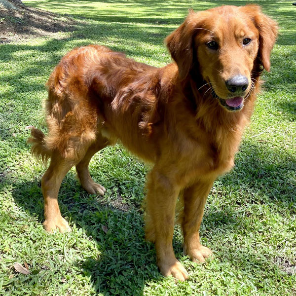 AKC Golden Retriever