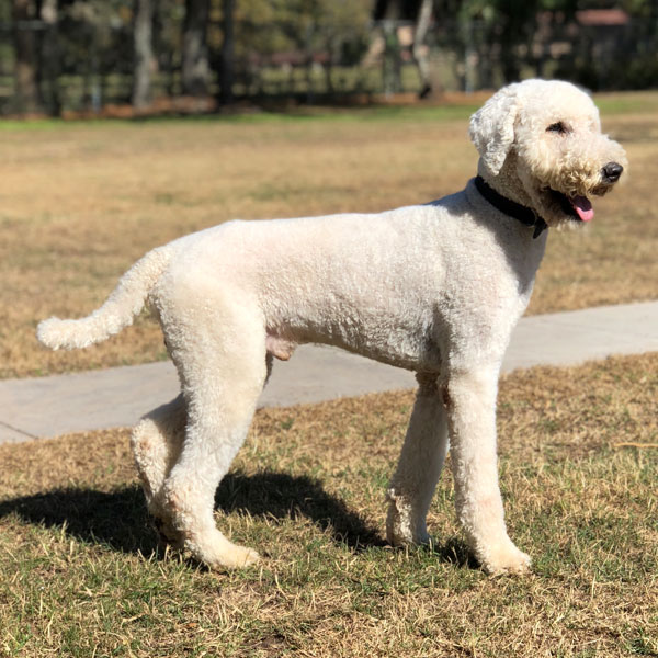 AKC Standard Poodle