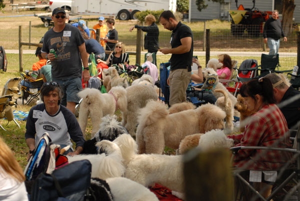 Moss Creek Doodle Romp