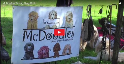 Goldendoodle Romp