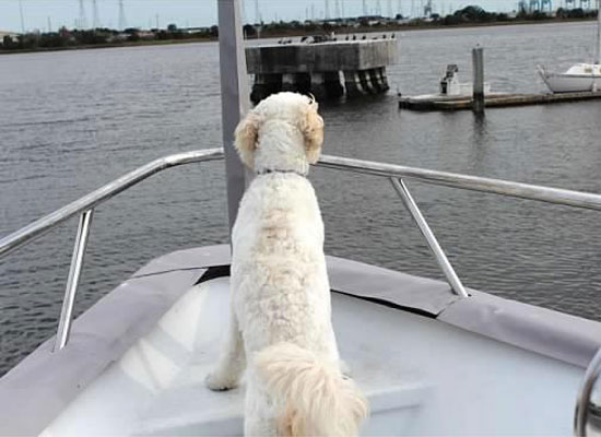 Sayler Therapy Goldendoodle at Safe Harbor