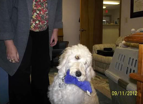 Sayler Therapy Goldendoodle at Safe Harbor