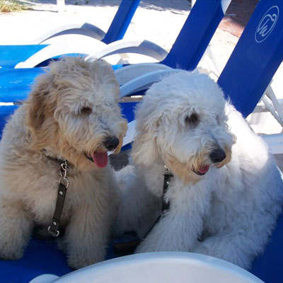 Moss Creek Goldendoodle Reviews