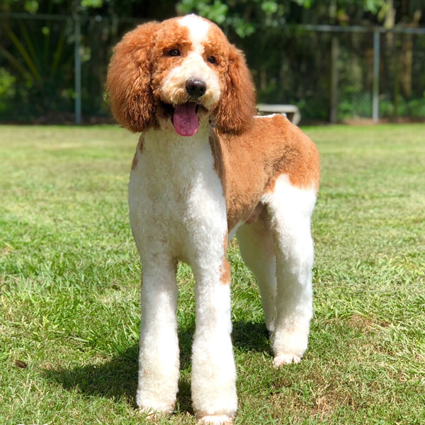 AKC Standard Poodle