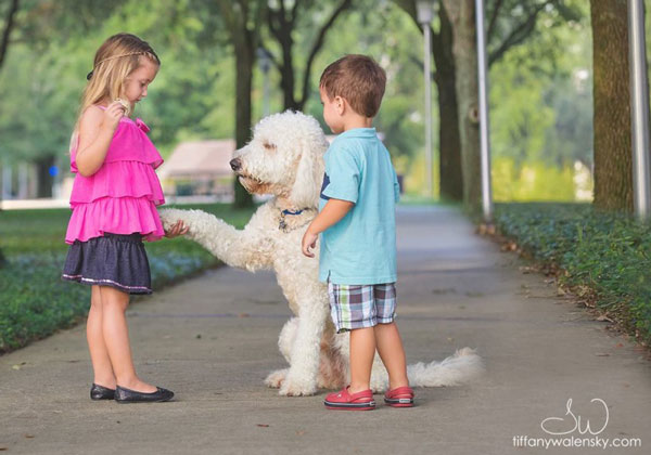 English Goldendoodles Chilling 