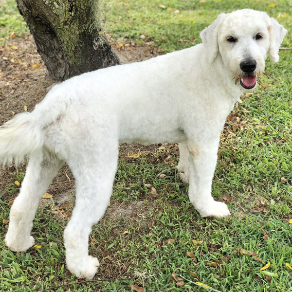 F1 English Goldendoodle