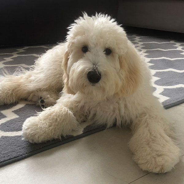 Moss Creek Goldendoodle Reviews