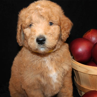 English Apricot Goldendoodles