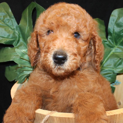 English Apricot Goldendoodles