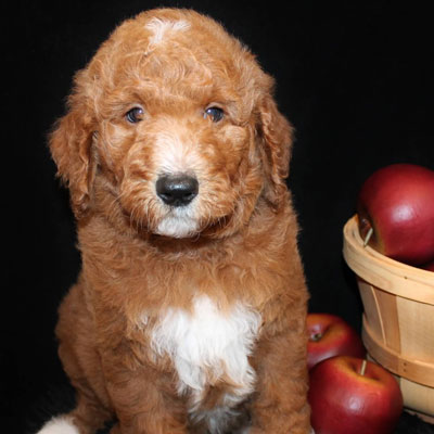 English Apricot Goldendoodles