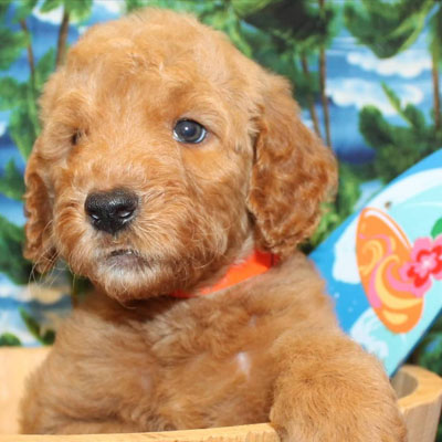 English Apricot Goldendoodles