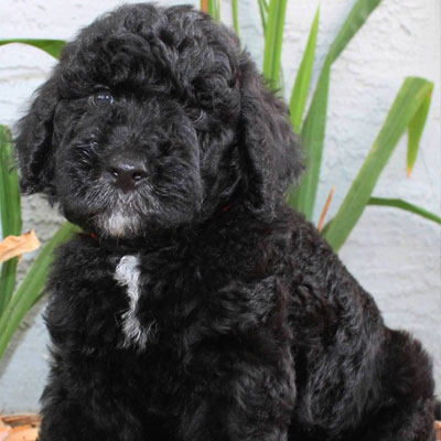 English Black Goldendoodles