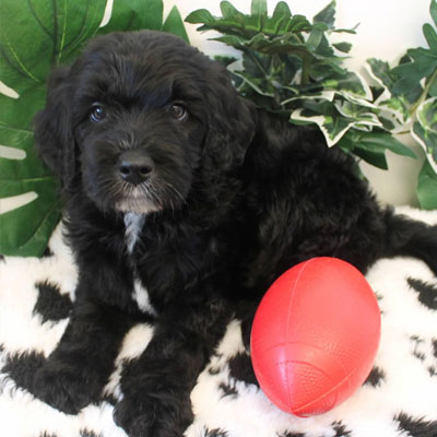 English Black Goldendoodles