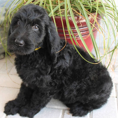 English Black Goldendoodles