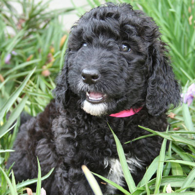 English Black Goldendoodles