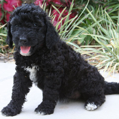 English Black Goldendoodles