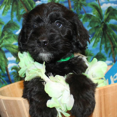 English Black Goldendoodles