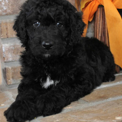 English Black Goldendoodles