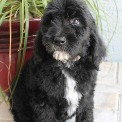 English Black Goldendoodles