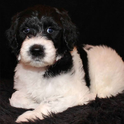 English Black and White Parti Goldendoodles