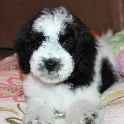 mini goldendoodle black and white