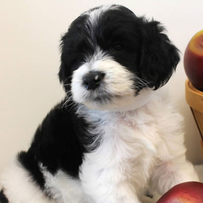 mini goldendoodle black and white