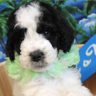 black and white mini goldendoodle