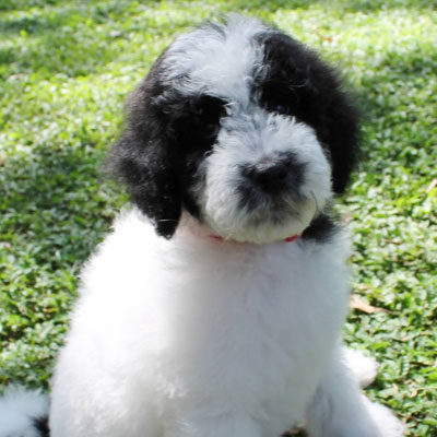 English Black and White Parti Goldendoodles