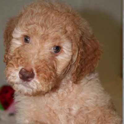 English Caramel Goldendoodles